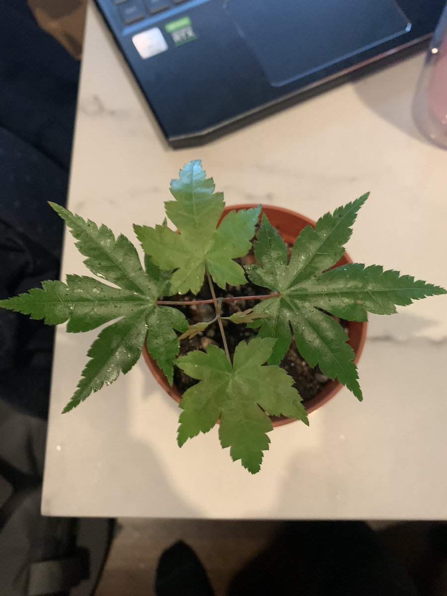 nickfabs's tweet photo. Neighbor gave me a “maple plant” but not quite sure what it is… https://t.co/58R4GOJBzg
