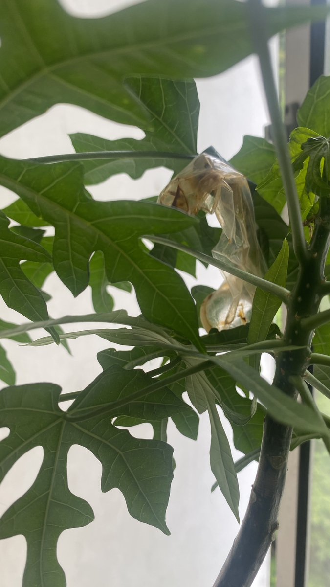 Mimie Rahman | Counsellor tweet media