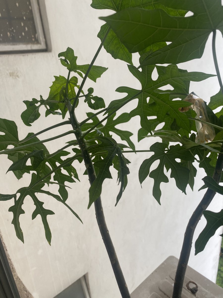 Mimie Rahman | Counsellor tweet media