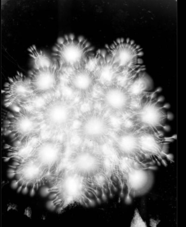 OakieJs's tweet photo. Thomas Burton Kinraide (1864-1927), &amp; his electrical discharge photos. He invented Kinraide coils, a resonant transformer circuit like a Tesla coil, used to provide electricity to X-ray tubes
These photos made me gasp. There is something about reproducing them w/ glass dry plates https://t.co/xN9ZGrijCT