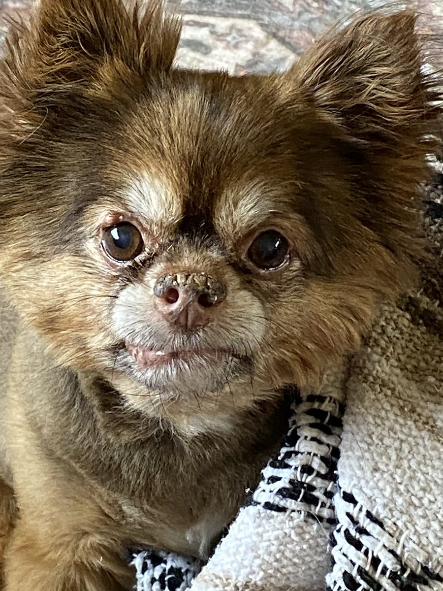 ChrisHilbert's tweet photo. @Ben_in_BC So sorry to hear Ben. Remember that you gave Jasper the most amazing gift of what it means to be loved. https://t.co/TwRpAoGLYu