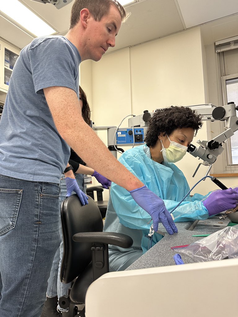 TedImbEARy's tweet photo. Great night with @GluthMichael and the @UChicagoOHNS residents back in the #temporalbone lab for some drilling #otology #ENT #IamOto #mastoidectomy https://t.co/ehA83OfHwa