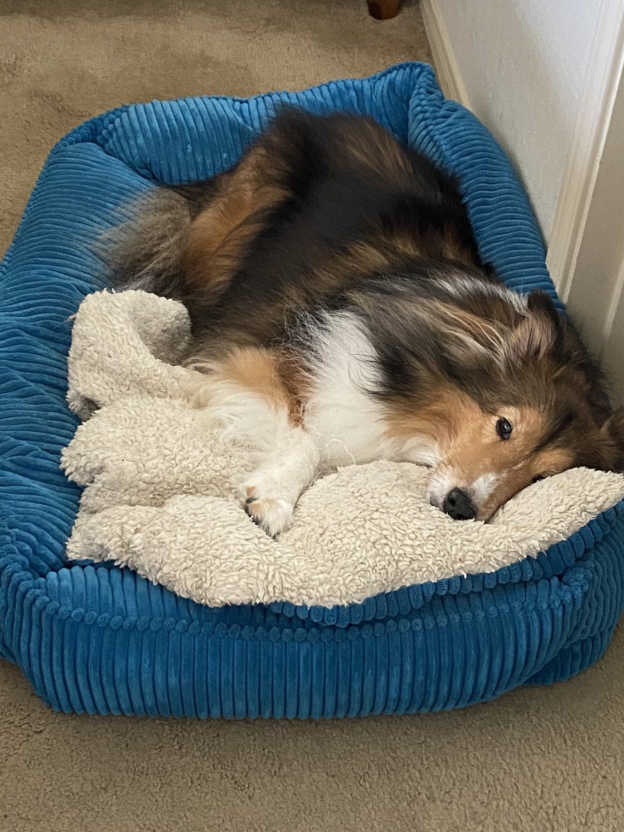 Chalmers01's tweet photo. #BestAtHomeContest Aren’t we all comfy watching Westminster Dog Show https://t.co/5owoxLTrsa