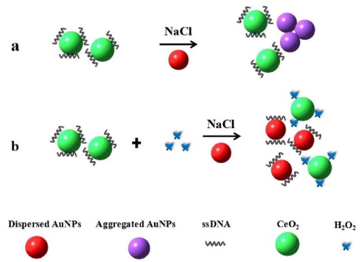 chemosens_MDPI's tweet photo. 📖#article
A Label-Free Colorimetric Assay Based on Gold Nanoparticles for the Detection of H2O2 and Glucose by Cong Zheng et al.
👉https://t.co/oUSZqqt0o0

@MDPIOpenAccess @ShandongU 

#Label #Free #Colorimetric #Nanoparticles #Detection #H2O2 #Glucose https://t.co/ravPIDaxON
