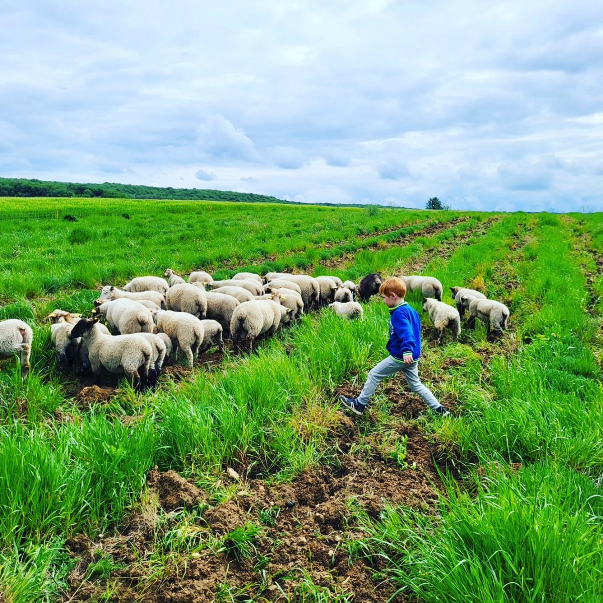 ThierryDESFORG1's tweet photo. Depuis 24h, nous avons mis un troupeau de mouton pour pâturer une parcelle de lavandin envahie de ray-grass.
Les premiers résultats sont très encourageants!
#lbsp #agroecologie
#ecopaturage
#Suffolk https://t.co/edymO5tG7Z