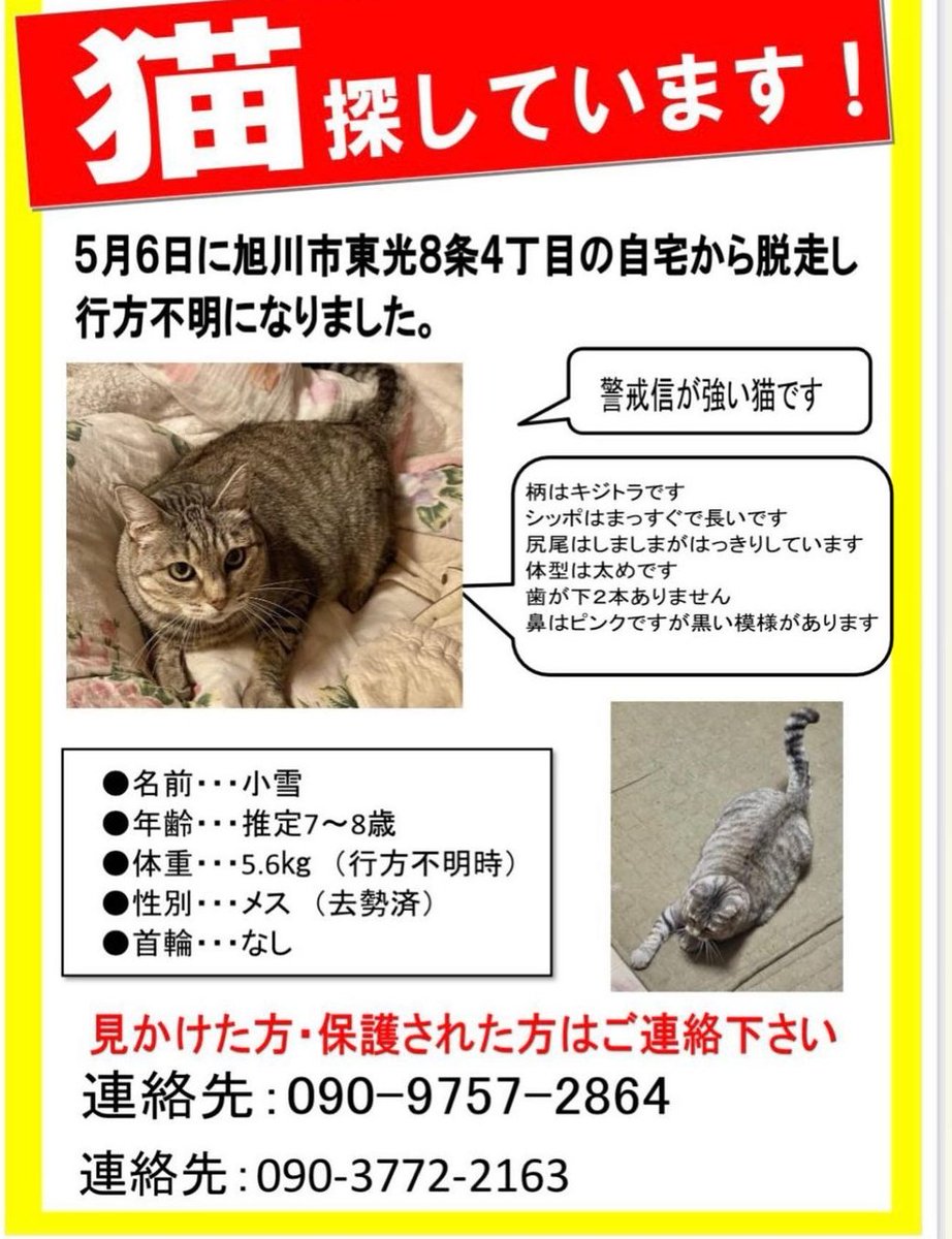 animalsearchK's tweet photo. 情報有りましたらご連絡して頂ければと思います🙇

#迷子猫 
#拡散RT希望 
#北海道 
#旭川市 https://t.co/iA5QaoBT5f