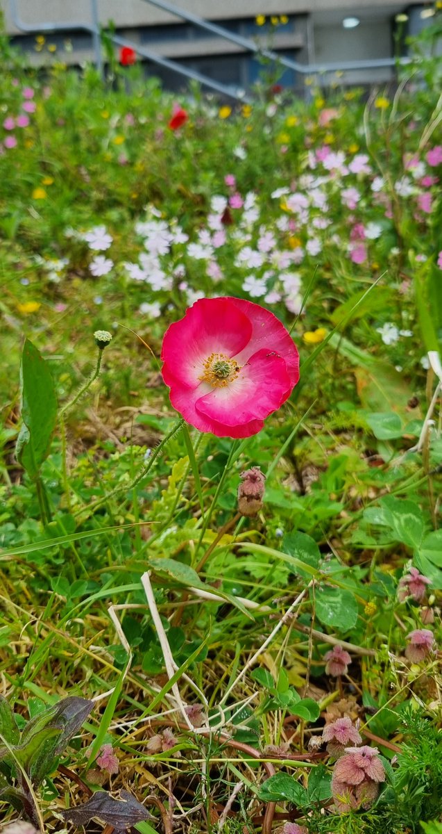 On campus, we are experimenting with reduced mowing regimes in several places, even leaving some locations to grow until late autumn. With seeds from <a href="/PollenizeCIC/">Pollenize</a> we have also sown some new wildflower areas to introduce a greater range of native flowering plants.