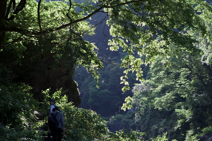 奥多摩のいくつかある公式ハイキングコースの1つ選んで、行ってみたら 思ってたより山道でびっくりしたわ～ 風が涼しくて気持ちよかった https://t.co/scOtBwjESU