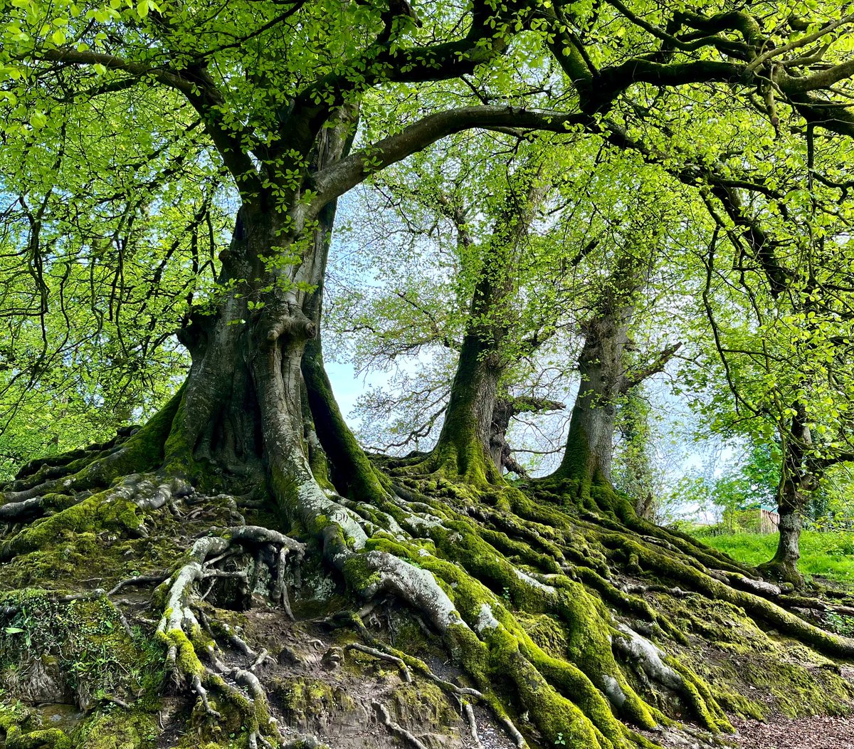 Root Ridge A line of beech at @nationaltrust Dinefwr. Shallow roots reaching out across the ground next to the footpath. This year’s leaves shine after recent rain. A great place for old trees in #wales. #spring #trees #NaturePhotography