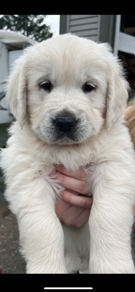 Golden Retriever
petpost.ca/pets/dogs-pupp…