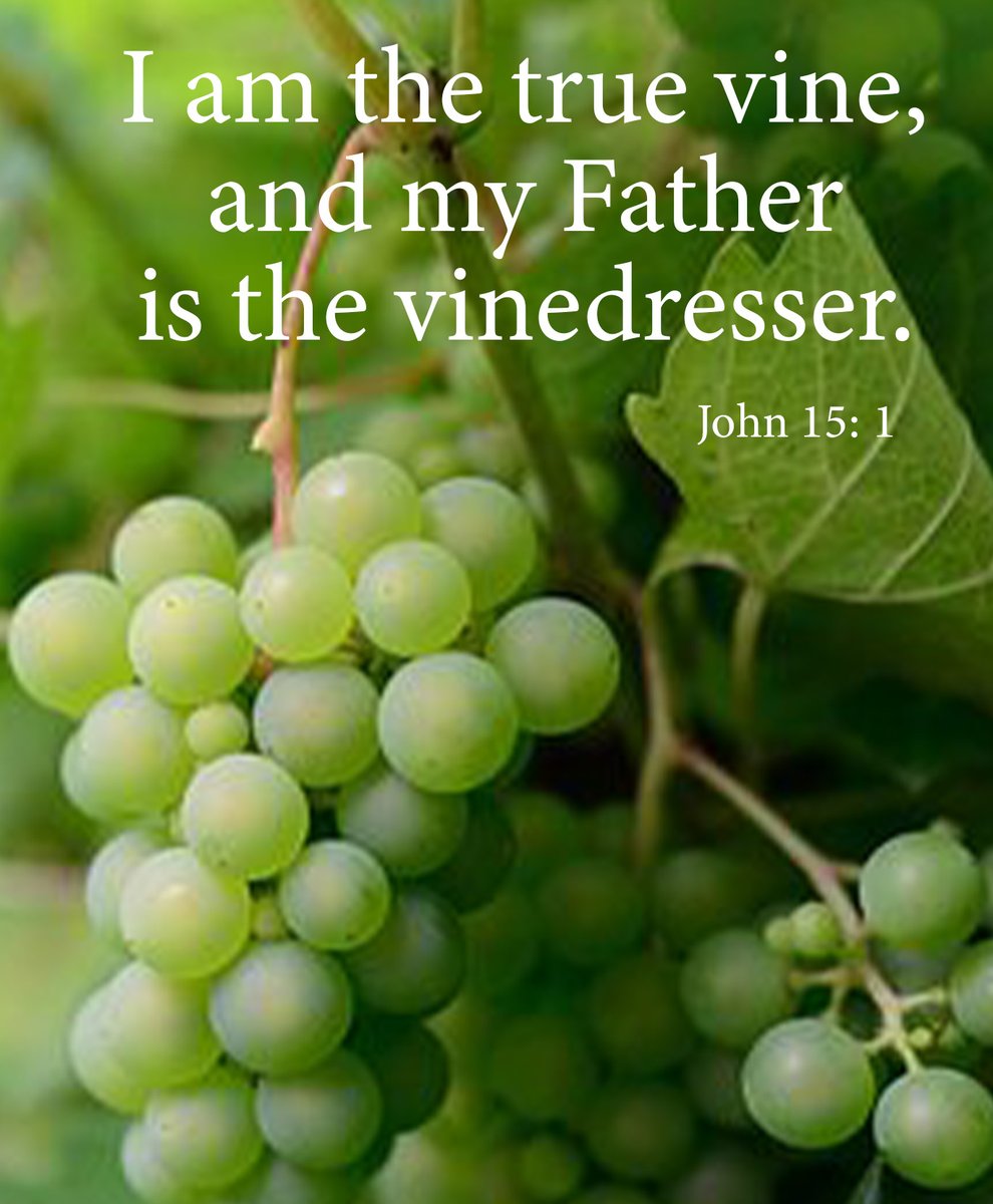 I am the true vine,
 and my Father
 is the vine dresser.

John 15: 1