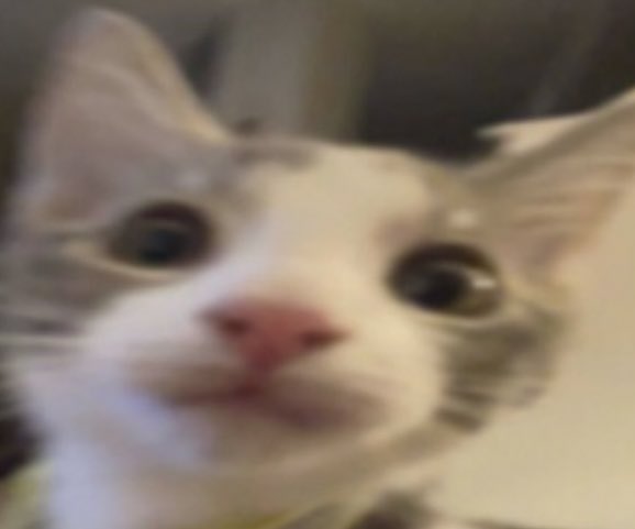 KittyFollowing's tweet image. If you are followed by the kitty, you are the chosen one 

(Also no I’m not a bot, I’m clicking the follow button on each account with my own paw)