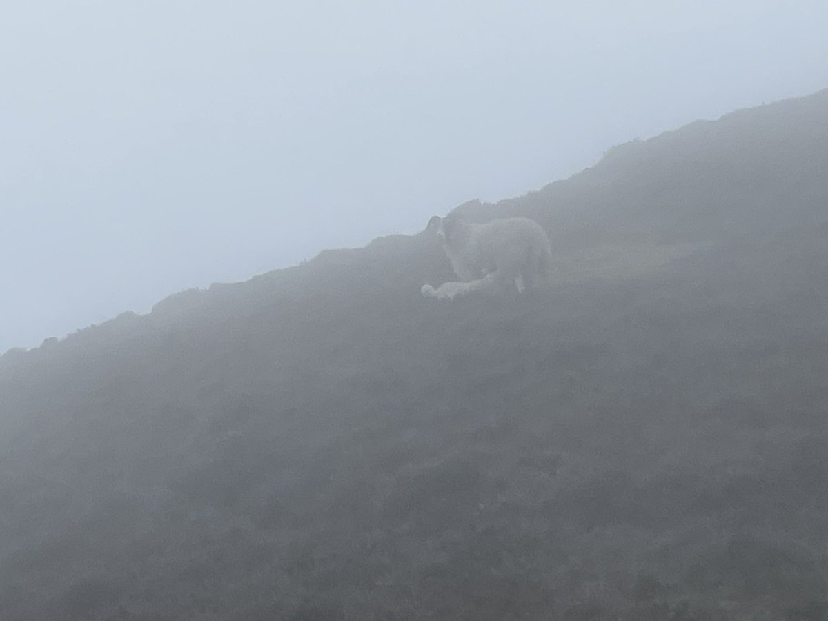 dvinchik's tweet photo. @billplumtree @LakesStiles clag I know - where's ewe? So go on - what's swank? https://t.co/t5zmo8b15T