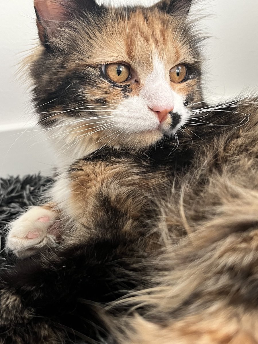 my new cat Ivy, is a motherfucking QUEEN