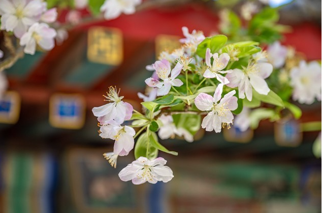 ZOL_Tech's tweet photo. I brought my Nikon camera to take pictures of spring flowers in Beihai Park, Beijing.
Camera：Nikon Z7 II
#Nikon #photography #Beijing #China 
@UniverseIce @91mobiles https://t.co/8W9gDNd01p
