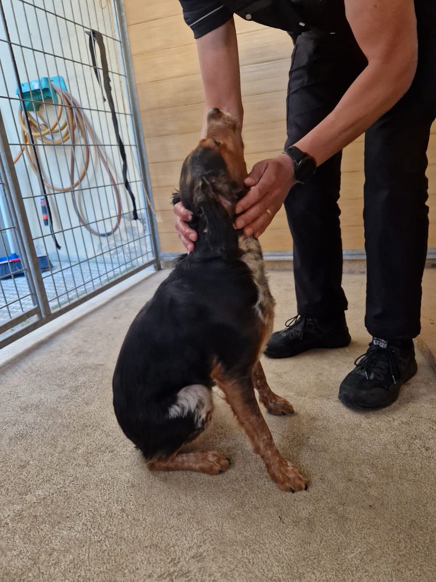 PLVNG's tweet image. Ens han portat aquesta gosseta. Està molt cuidada i és molt afectuosa 🥰. Ajudeu-nos a buscar als seus cuidadors 🙏. I recorda posar el xip!! #VNG #loveanimals #lovepets