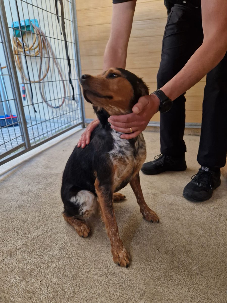 PLVNG's tweet image. Ens han portat aquesta gosseta. Està molt cuidada i és molt afectuosa 🥰. Ajudeu-nos a buscar als seus cuidadors 🙏. I recorda posar el xip!! #VNG #loveanimals #lovepets