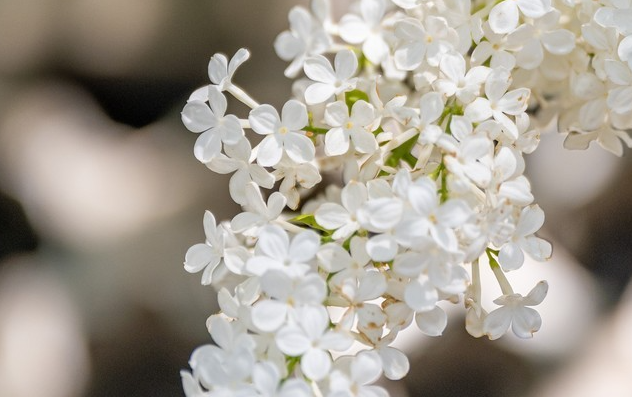ZOL_Tech's tweet photo. I brought my Nikon camera to take pictures of spring flowers in Beihai Park, Beijing.
Camera：Nikon Z7 II
#Nikon #photography #Beijing #China 
@UniverseIce @91mobiles https://t.co/8W9gDNd01p