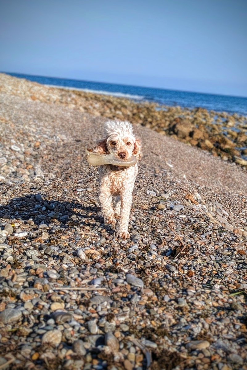 captainprimate's tweet photo. For those of you who don't know, my little boy #BasLeChimp is a plastic hound!!! He cleans up our beaches and oceans from plastic and never takes a day off!
He doesn't like to brag about it, but say thank you if you appreciate his hard work ๐คฉโป๏ธ https://t.co/9W5u2rCoYH