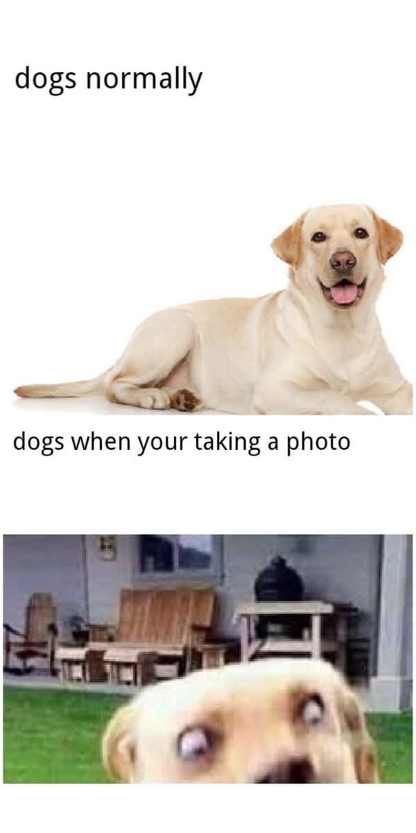 WholesomeMemes tweet media