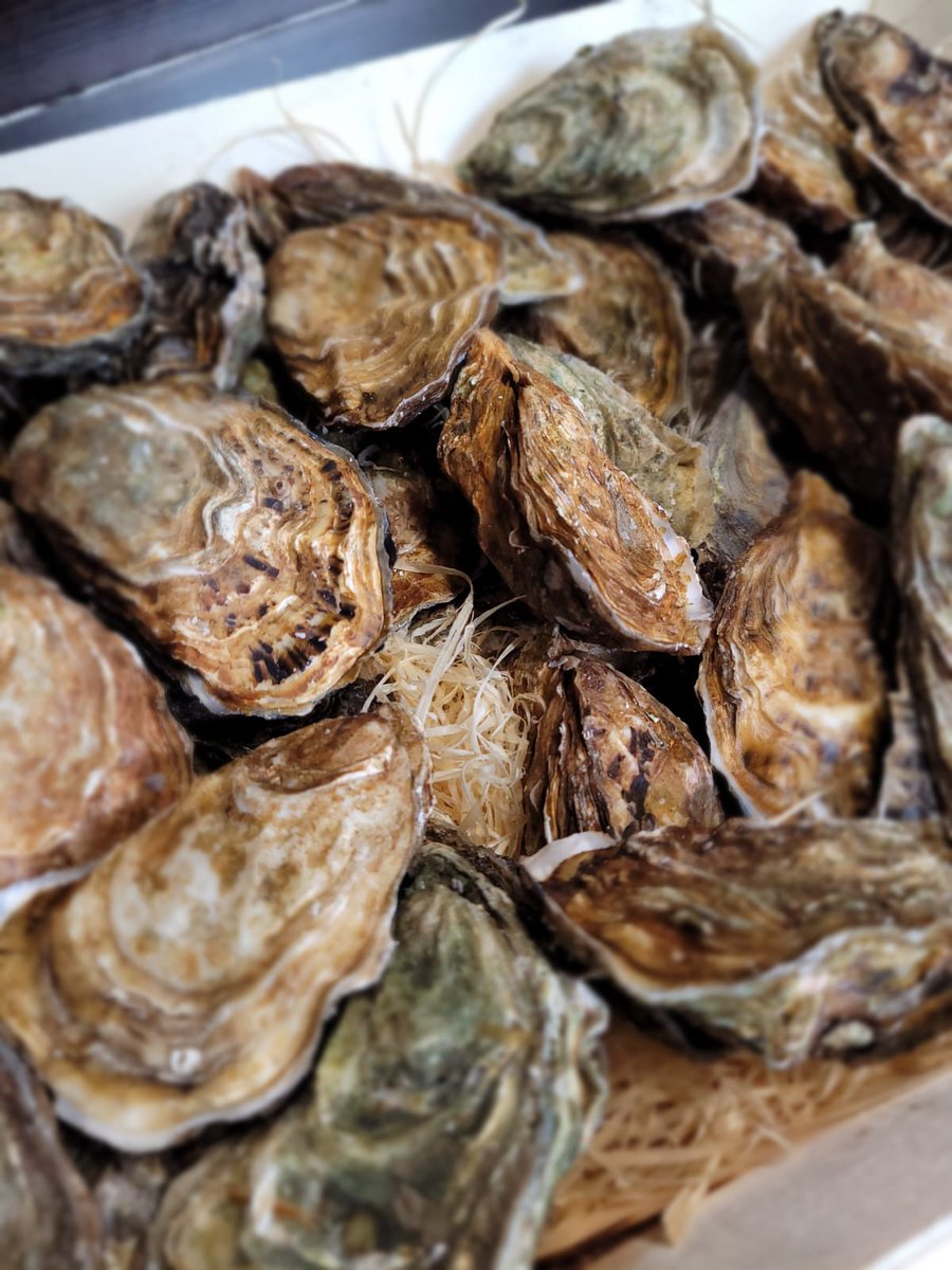 ARTGPTVSME's tweet photo. ostryga to jesto #ostrygi #oysters https://t.co/5DQzHWJAOu