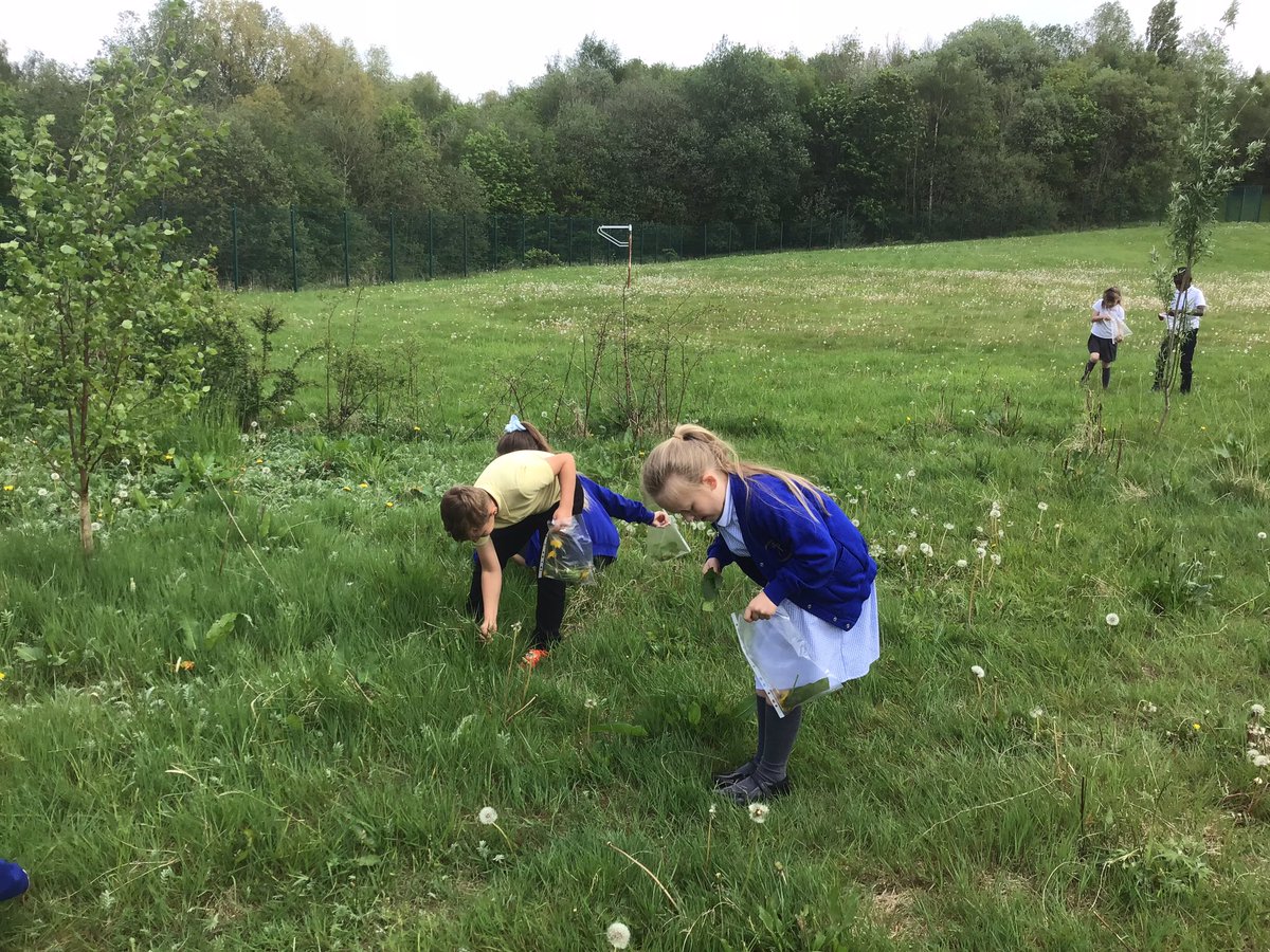 CanonYearThree's tweet photo. Year 3 have been trying out botanical weaving using natural resources that we found outside on the school grounds for our Beautiful Botanicals art project 🌿🌱🍃 @CanonSharples @LT_Trust https://t.co/7Ft2AWlcVM