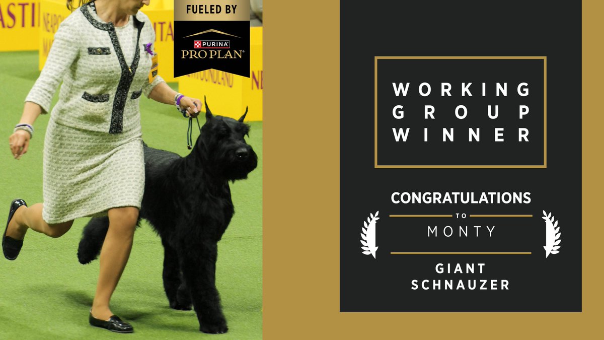 Congrats to tonight's #WestminsterDogShow Group Winners, ALL fueled by @Purina Pro Plan. 🏆 We're only a few minutes away from one dog being crowned Best in Show. Are you ready? @WKCDogs #ProPlanDogs