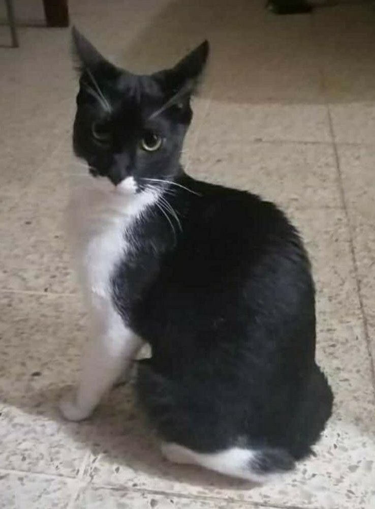 AlertaMePerdi's tweet photo. #PERDIDO #GUAYAQUIL
Nombre: #NEGRIN
Fecha: 09/05/23
Sector: Norte, Sauces 2 Mz F 107.
Sexo: Macho.
Raza: Mestizo.
Obsv.: Pelaje blanco y negro, está esterilizado.
Contacto: 0991112241
¡Ayúdalo a volver con su familia!
#AlertaMePerdí https://t.co/A3FVopJ1hF