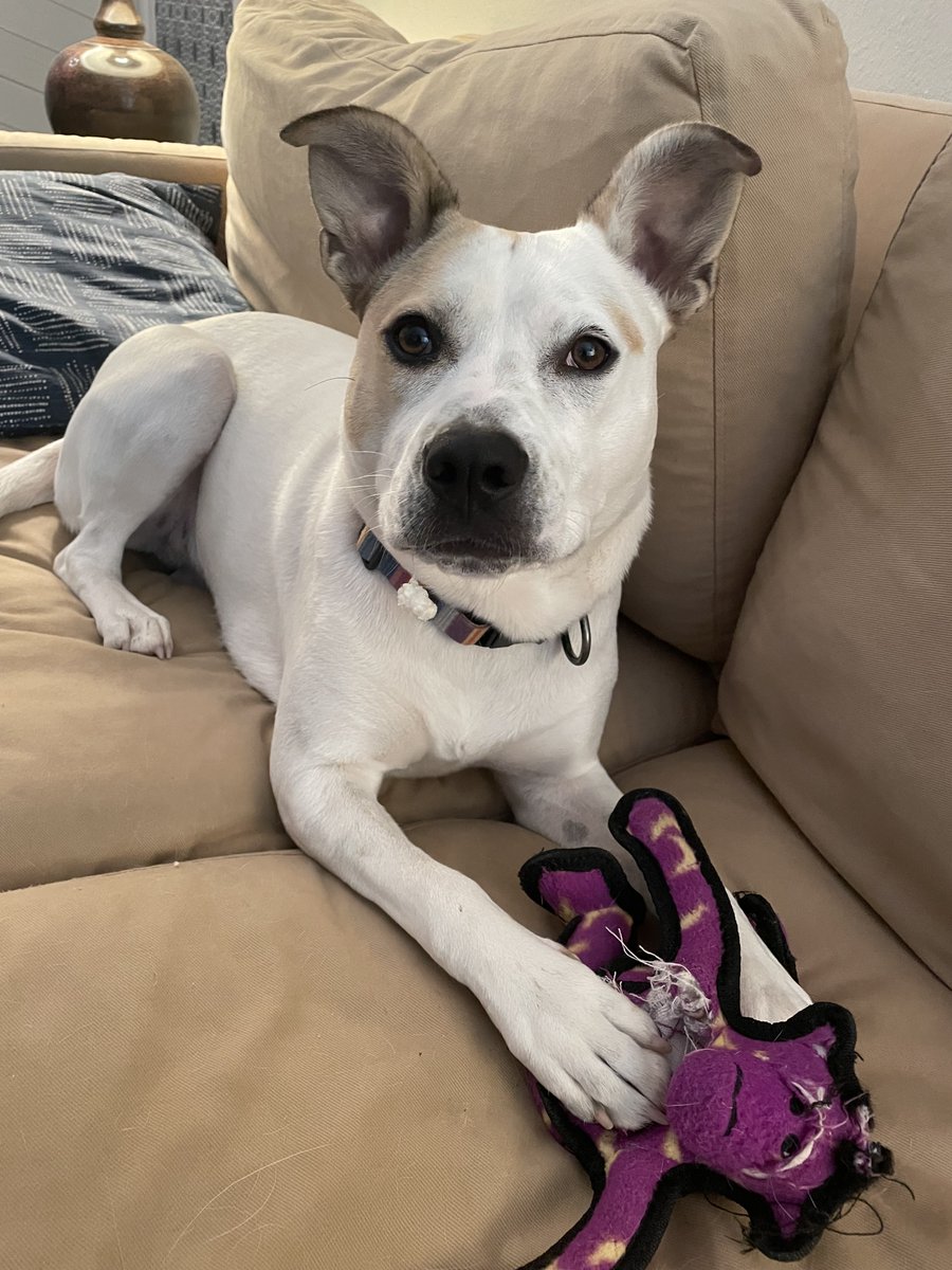 sysuss65's tweet image. Maude is rooting for Trouble, the AmStaff (of which she's 38%!) #WKCDogShow #wkcdogshow2023