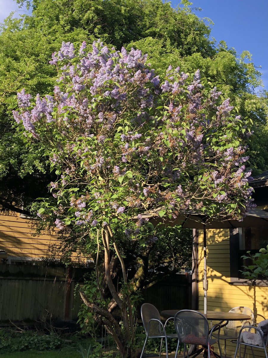 TonyCava's tweet photo. #SomethingBeautiful Harbinger of Spring Archive- Tail end of the blue lilac bloom, May 9 2023. Some years the lilac bloom coincides with a run of cold damp weather and the bloom hardly lasts a week. Still… #Spring #Lilac #HarbingerOfSpring #BellinghamWA #ThePhotoHour https://t.co/L3VQXZvO64