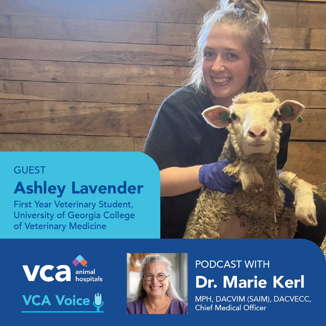 This week on the #VCAVoice podcast!

Veterinary student Ashley Lavender shares how her passion for pet care was sparked by her parents, Dr. Patti Lavender and Dr. Todd Lavender, president of VCA Animal Hospitals.  

LISTEN: vca.mobi/podcast #vcacareers