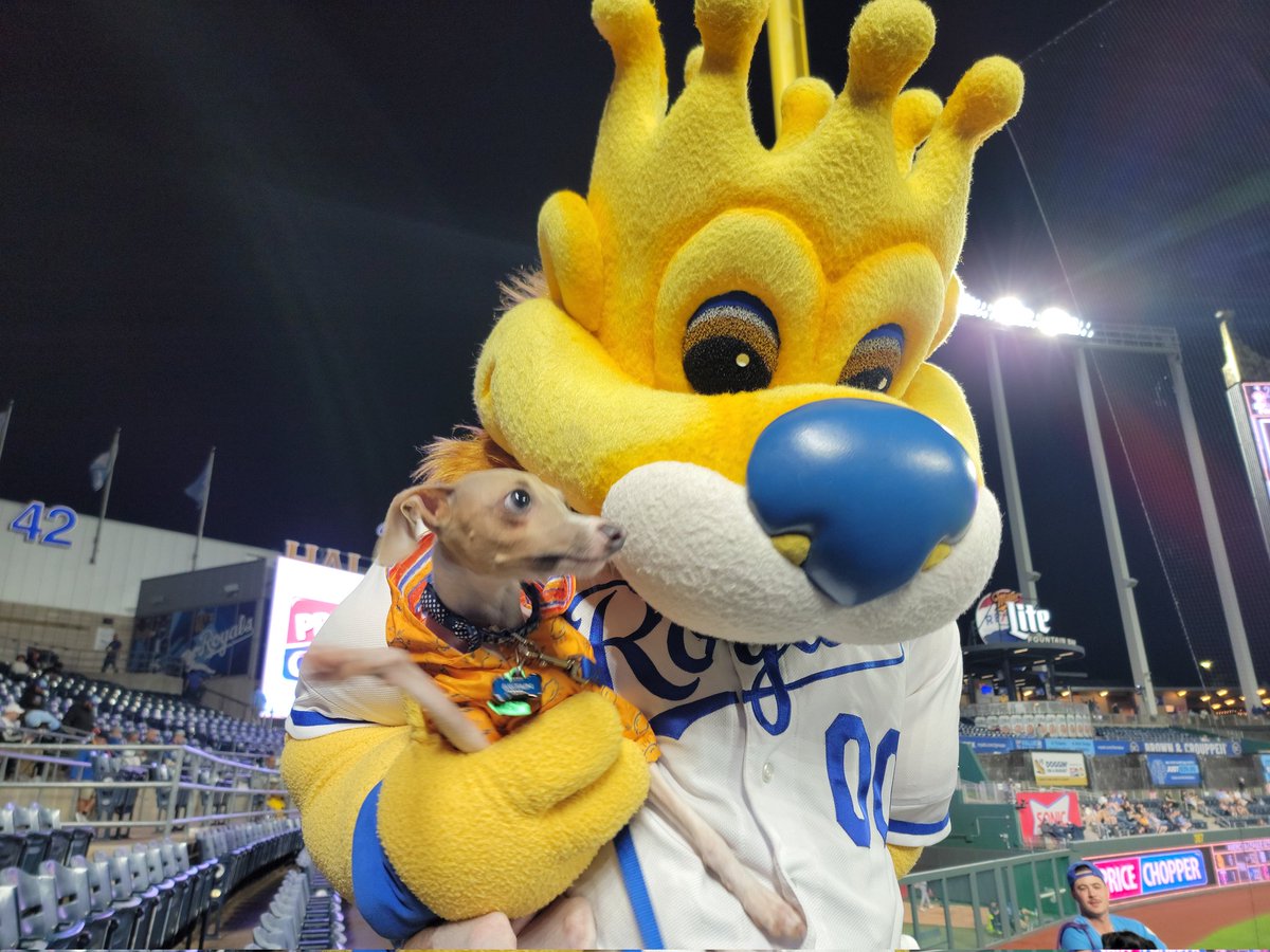 Bark at the park kc royals #kansascity #RoyalsBaseball #royals