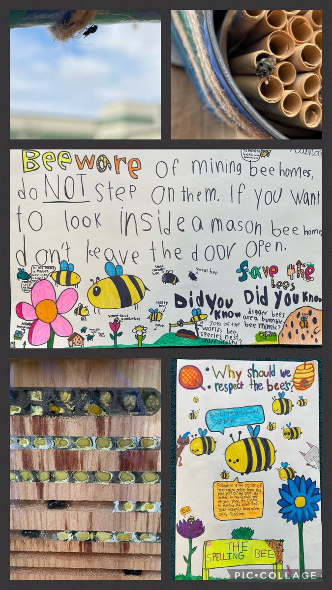 A sneak peek behind the scenes. Mason bees line tubes with clay, make pollen balls, lay an egg, build a wall. Repeat. Saw Houdini flies lurking today- they lays their eggs in mason bee tubes. @newwestschools