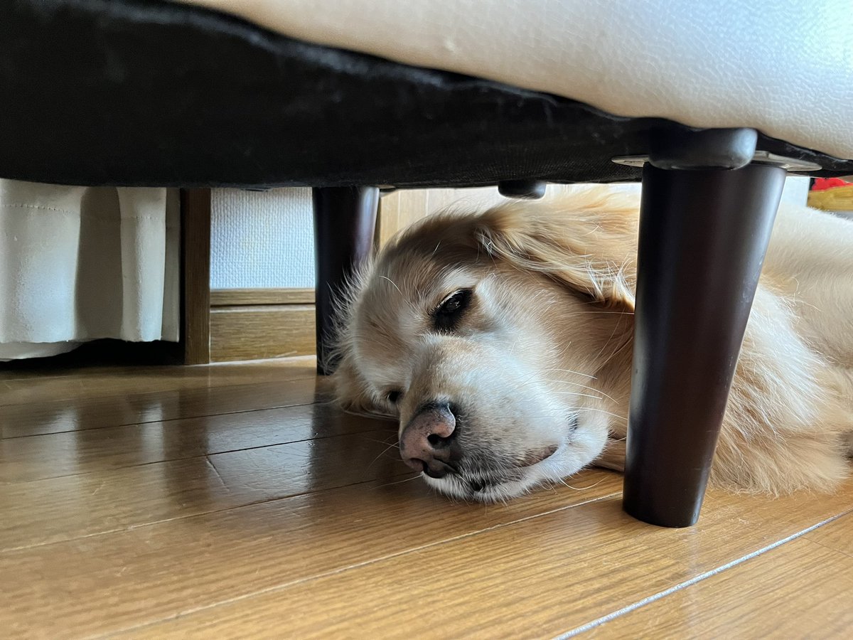 wander__pet's tweet photo. 独特のスタイル😂
なぜ頭だけカウチの下に？💦 https://t.co/uUPii0I9Jy