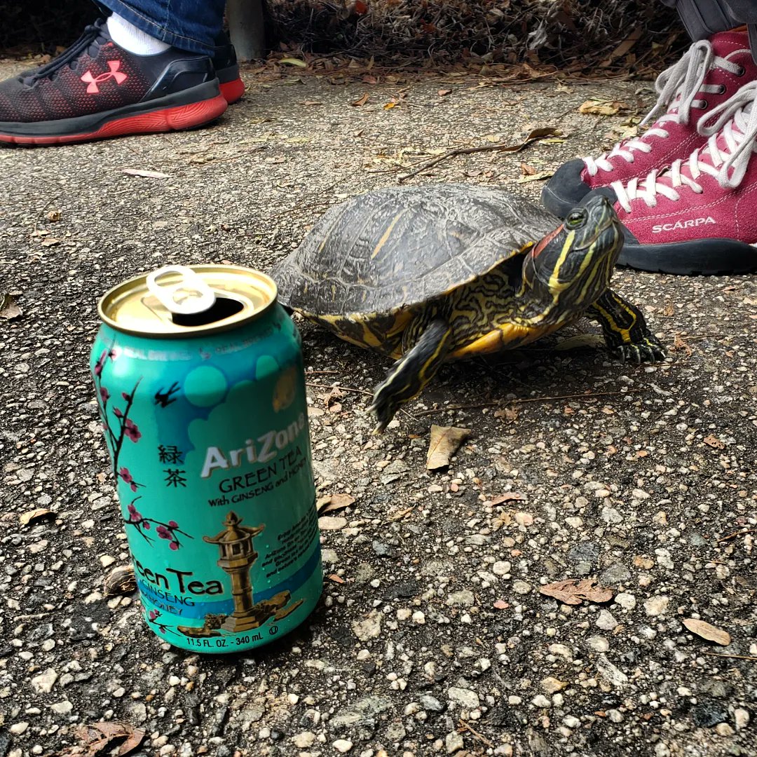 Caltech_Turtles tweet picture