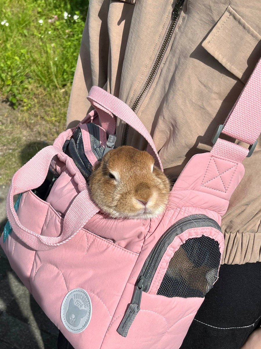 usaginoJohnny's tweet photo. リードだとすぐ噛みちぎってしまい、散歩ができないので初の試み！
うさんぽバッグ👜　
最初は怖がってたけど、お顔だけちょこっと😊 https://t.co/1tfjdynxJK