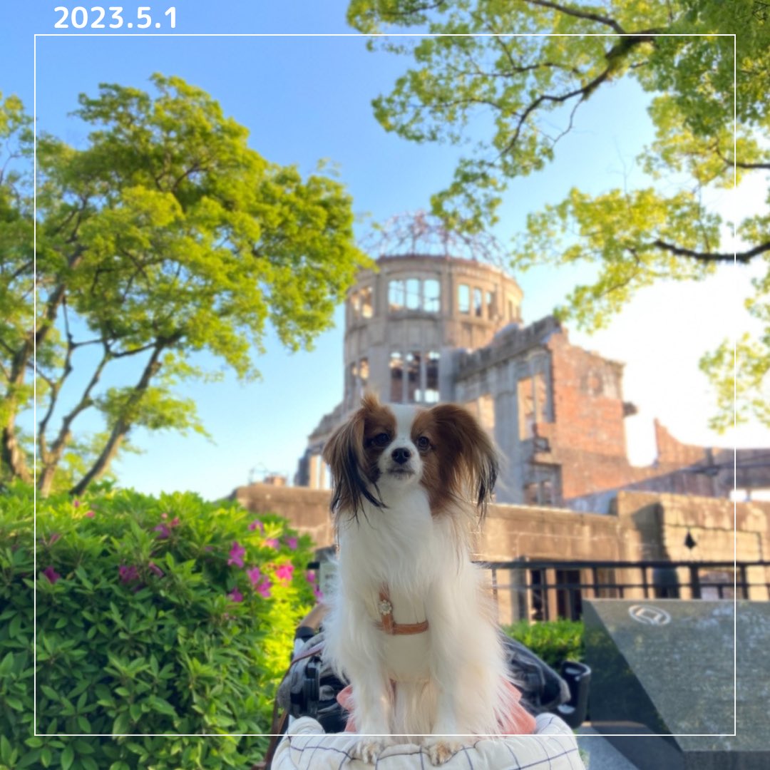 regchan55's tweet photo. 広島旅行日記②
広島市内を散策したよ⛲️🐾

https://t.co/rYRNtD4mCZ

#パピヨン #ファーレン https://t.co/bolwNOc5gU