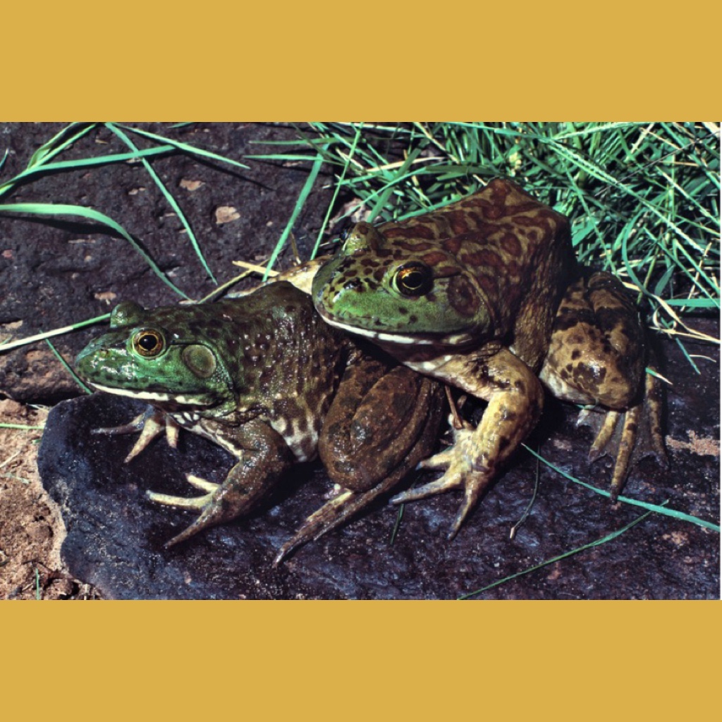 TucsonHerps's tweet photo. Monday, May 29th, 7pm MST:
Randy Babb will present on the introduced/exotic amphibians and reptiles in Arizona.

Meeting details, last month's, and all previous talks on our YouTube channel in the links in bio.
#herpetology #amphibians #reptiles #introduced_species #Arizona https://t.co/dmLNu6Rh3I
