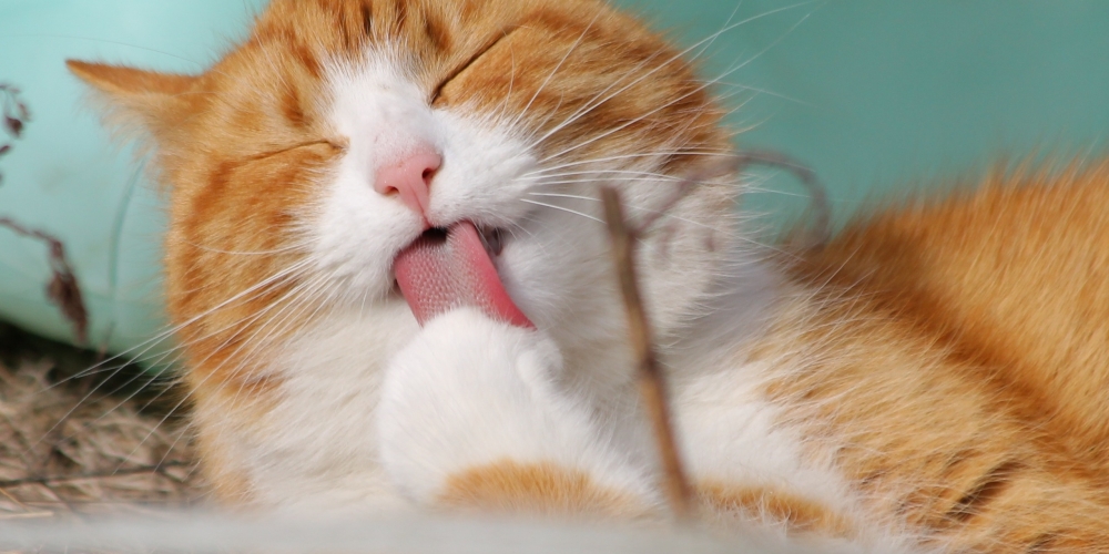 CatAttire's tweet photo. Like and share if you think it`s fantastic! 

#pet #catlover #kittens #outfit #kawaii #instagramcats #cat #catclothes #catattire #kot #gato https://t.co/2ecRjAT3vt