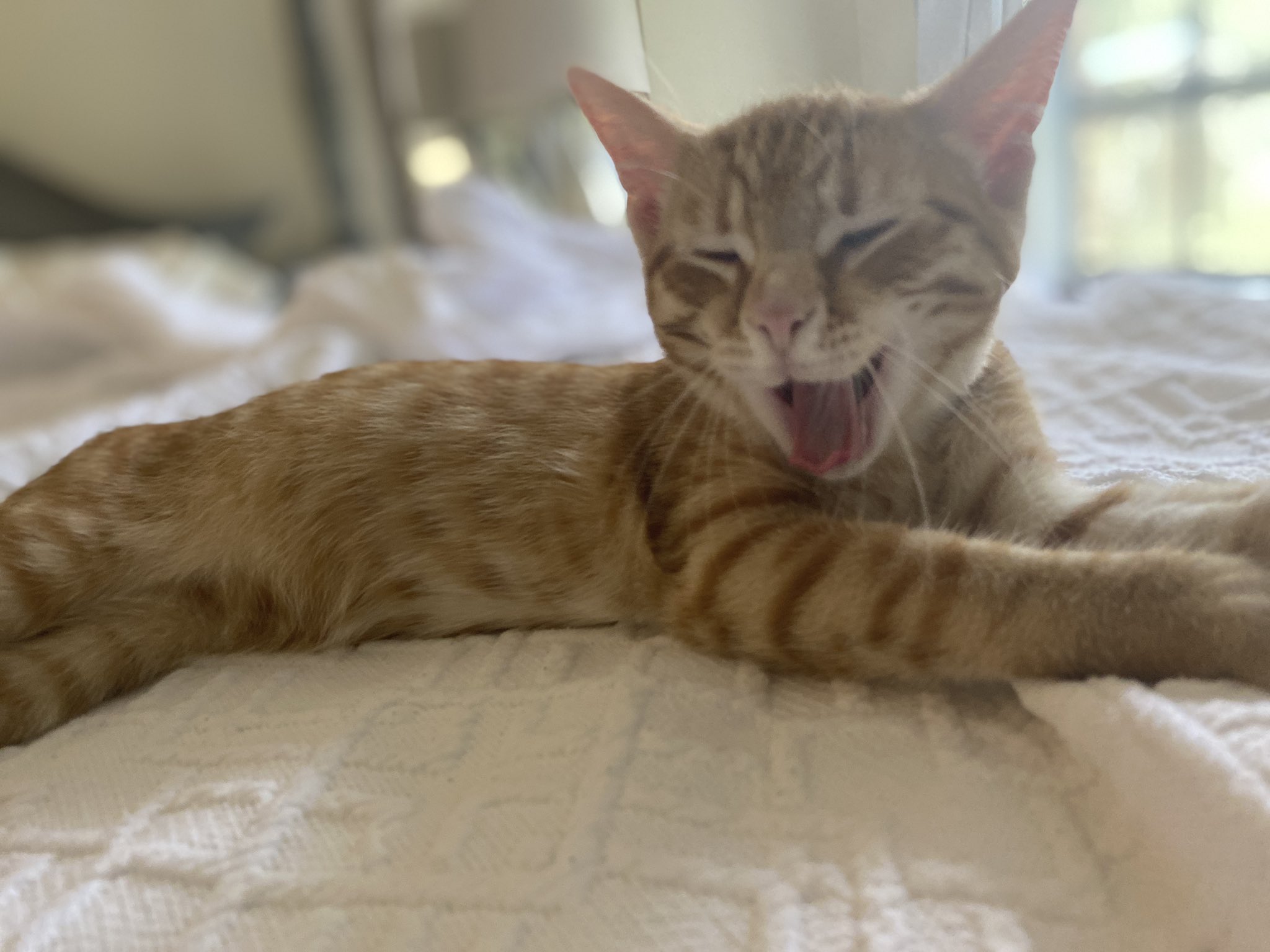 Lane Kitten, Best Cat In America, wishes a happy birthday to 