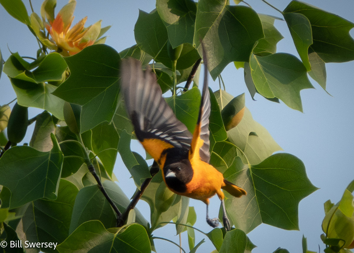 The Tulip tree on the Great Hill didn't disappoint today!
#centralpark #springmigration #nyc #birding #sonyrx10 #birdcpp