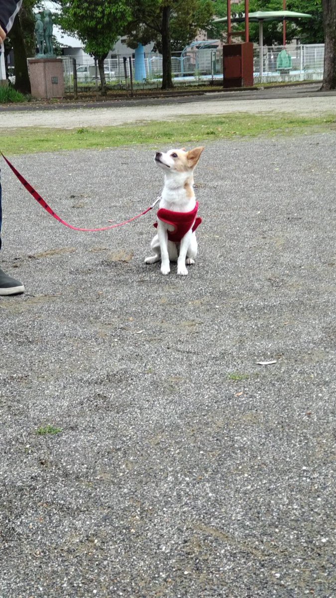 corgi_korosuke's tweet photo. 実家にワンちゃんが来ました🐕

保護施設で父がメロメロ😍
お耳がピンとしてコロ助を思い出す😌

コロ助がご縁を繋いでくれたんだな☺️

#コーギーのいる暮らし #保護犬 https://t.co/S8jECyV7gF