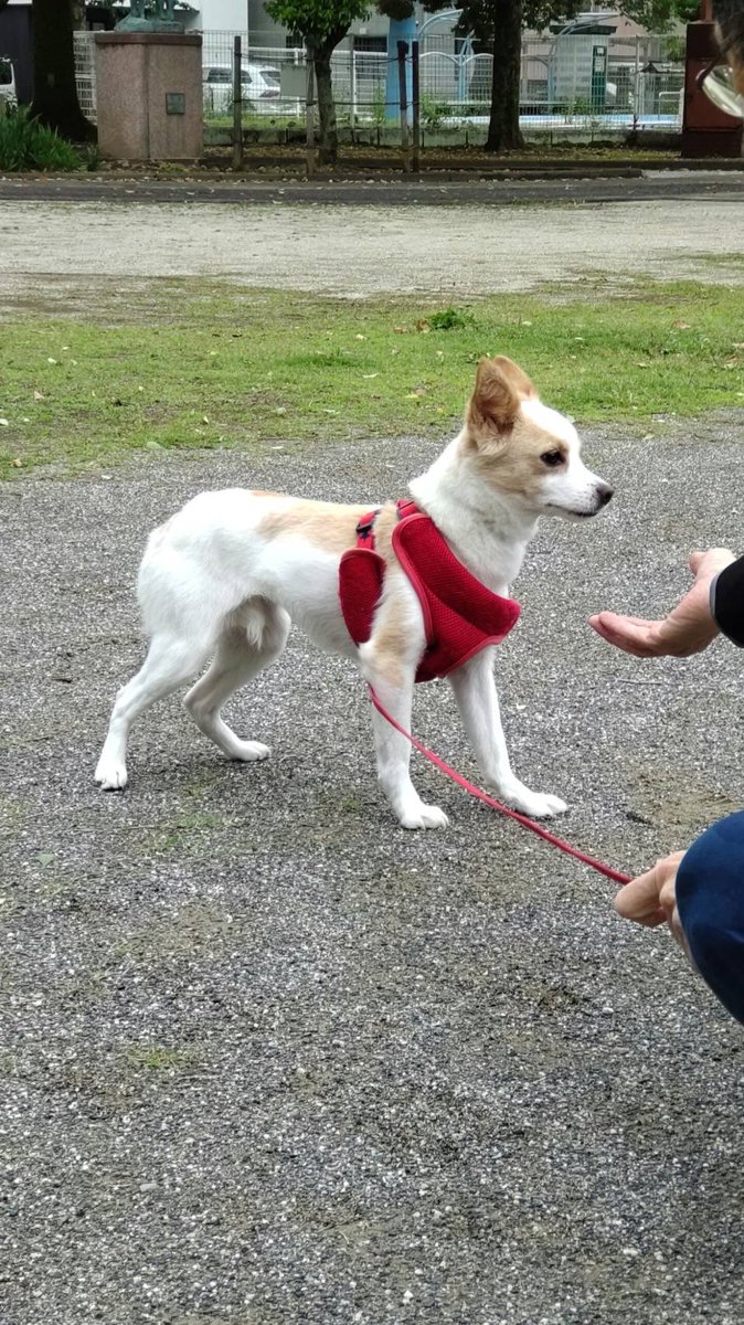 corgi_korosuke's tweet photo. 実家にワンちゃんが来ました🐕

保護施設で父がメロメロ😍
お耳がピンとしてコロ助を思い出す😌

コロ助がご縁を繋いでくれたんだな☺️

#コーギーのいる暮らし #保護犬 https://t.co/S8jECyV7gF