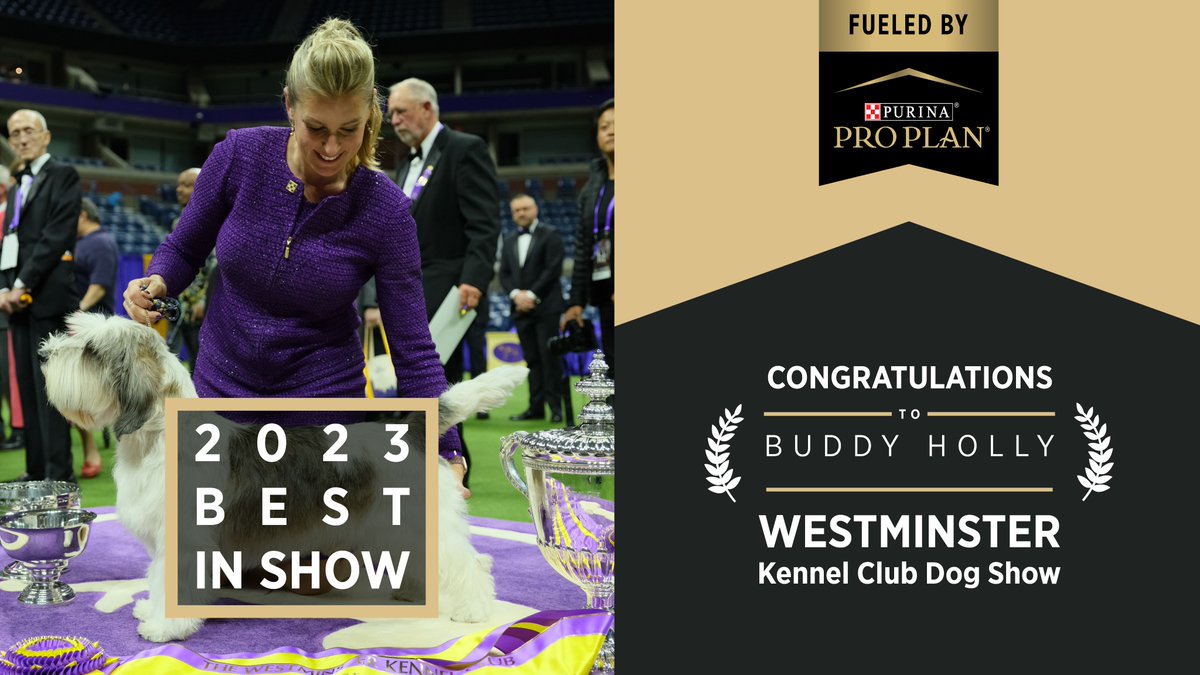 Two words… BUDDY HOLLY! 🥳 Congratulations to the fabulous Petit Basset Griffon Vendeen for taking home the title of the 2023 #WestminsterDogShow Best in Show! 🏆 We're so proud to be your nutrition of choice. <a href="/Purina/">Purina</a> #ProPlanDog @WKCDogs