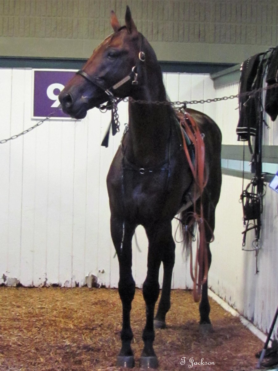 hoosiernations's tweet photo. #OTD 2011 Always B Miki (Always A Virgin - Artstopper) foaled
50-30-13-3 $2,719,368
2014 fractured his left hind, 4 screws inserted. After healing & training down Miki fractured right hind. Time & patience saw him reach pinnacle of harness racing
10/9/2016 WR 1:46 #IndianaLegend https://t.co/dTmyQs4pKZ