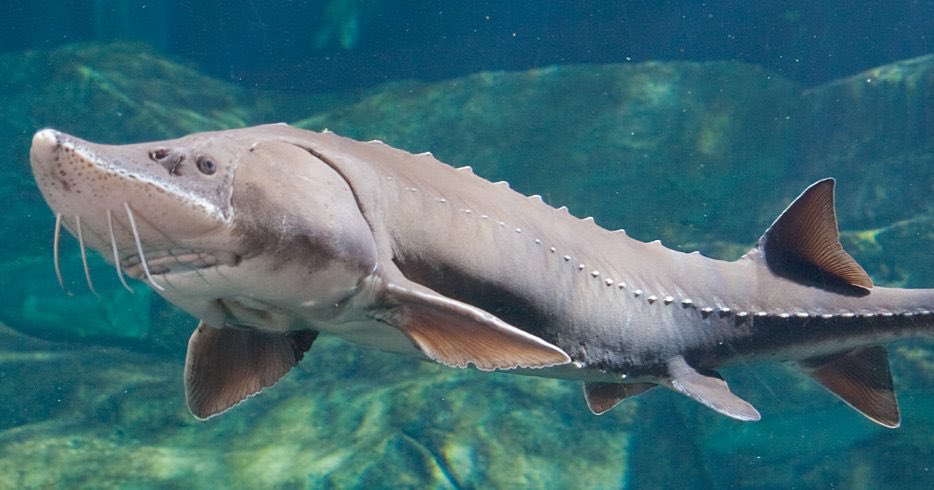 gOOFtROUPE's tweet photo. I AM A STURGEON DOCTOR HAN https://t.co/7PnNtaUBW4