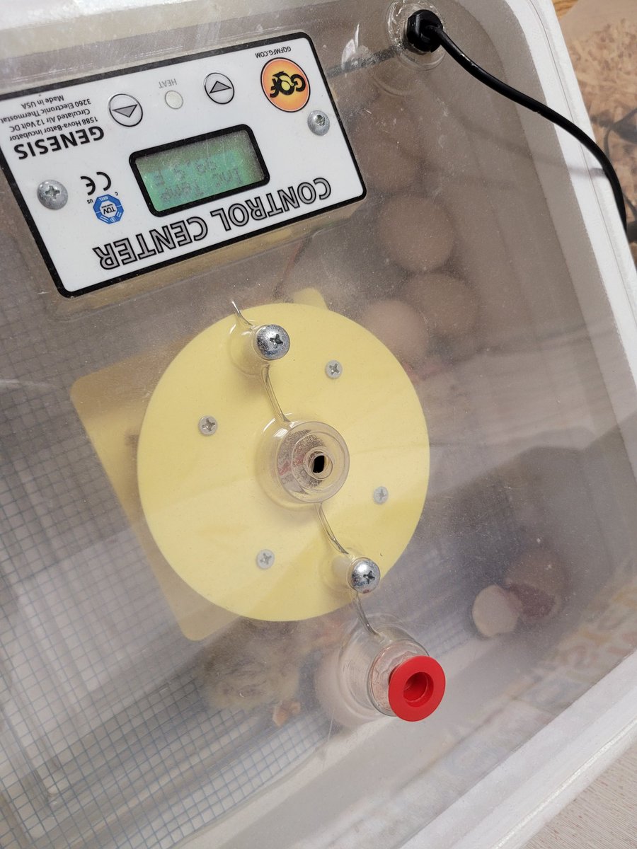 We have spring chicks at Gibson Elementary!  2nd graders agricultural  project starting hatching today...so egg-citing! <a href="/GibsonGrizzlies/">Gibson Elementary</a> <a href="/ccrussell717/">Cynthia C Russell</a>