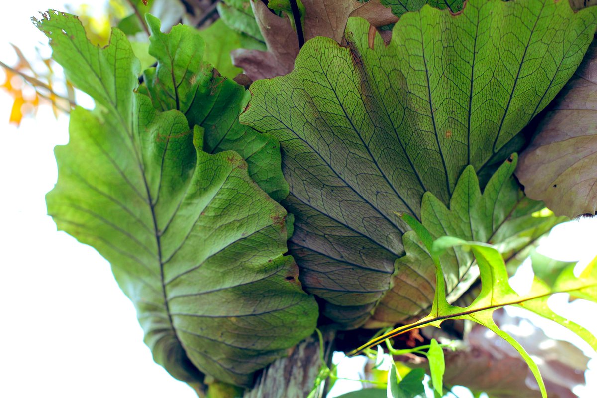 Drynaria involuta Borneo YFK2 Drynaria involuta Borneo (teto