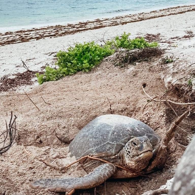 Kenya Wildlife Service, Watamu tweet media