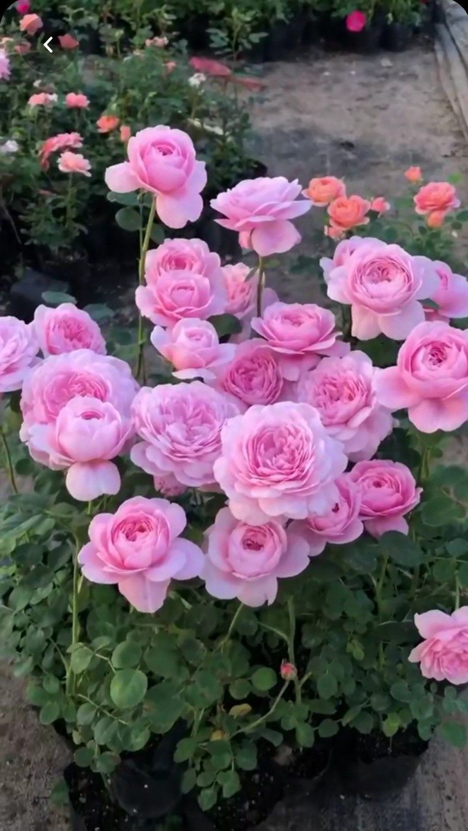 barring_maria's tweet photo. @ahmetkaygisiz54 Günaydın. 🌹 https://t.co/EXrB0VGW4R